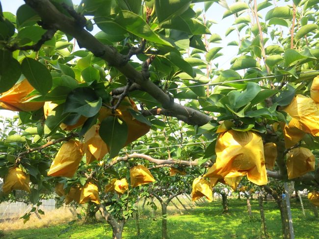 3分咲の法華原華庭園 身延のしだれ桜 へ 2024 3