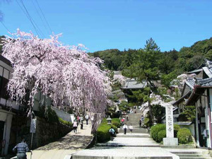 2025年1月。奈良県桜井市三輪に鎮座する大神神社⛩️こちらにはヘビ🐍の姿をするという大物主大神が祭神なので、巳年である今年はいっそう人気の神社です😺巳の神杉という樹齢400年の杉の木もございますよ。大神神社奈良県奈良奈良好きの人と繋がりたいnara