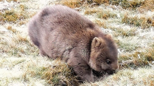 44,251​：タスマニア州 発 -