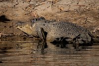ヨーク岬・木曜島視認〜ダーウィン寄港：公園・植物園・街歩き一生楽しむ旅