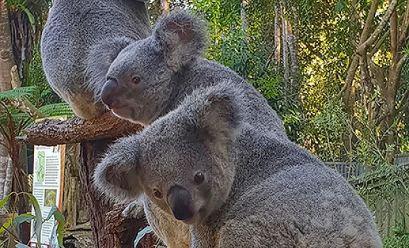 2025.1 わくわくケアンズ5日間の旅～世界遺産・キュランダ 2 』キュランダ