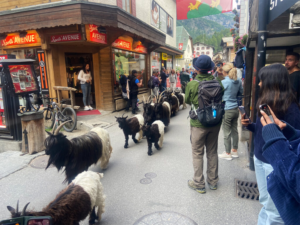 🇨🇭 会えるといいなぁと思っていたスイスに生息する ヴァレーブラックノーズシープ🐏🐏🐏ドイツ語でシュバルツナーゼお顔が真っ黒！よーーく近づいて見たらちゃんと目も鼻も🐑 世界でいちばん可愛い羊と言われているだけあり 人懐っこくて寄ってくるのがまるで犬