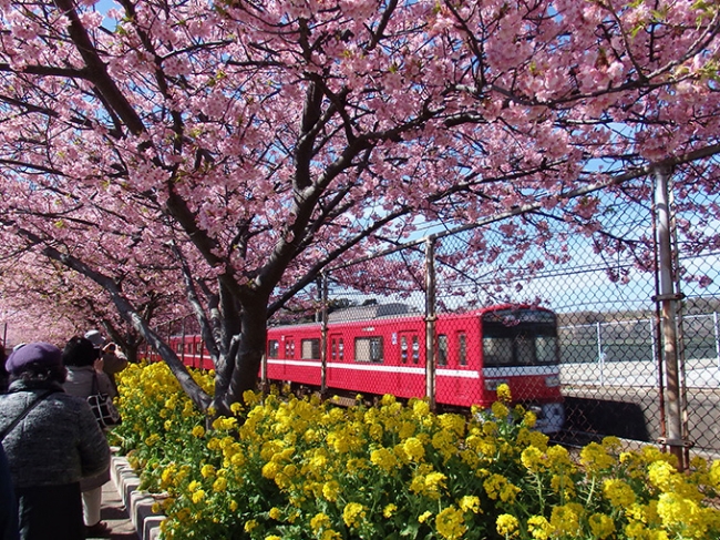 もうすぐ見頃 河津桜 😊 ＼🌸三浦海岸のお花見スポット3選🌸①三浦海岸駅 🚃アクセス：三浦海岸駅