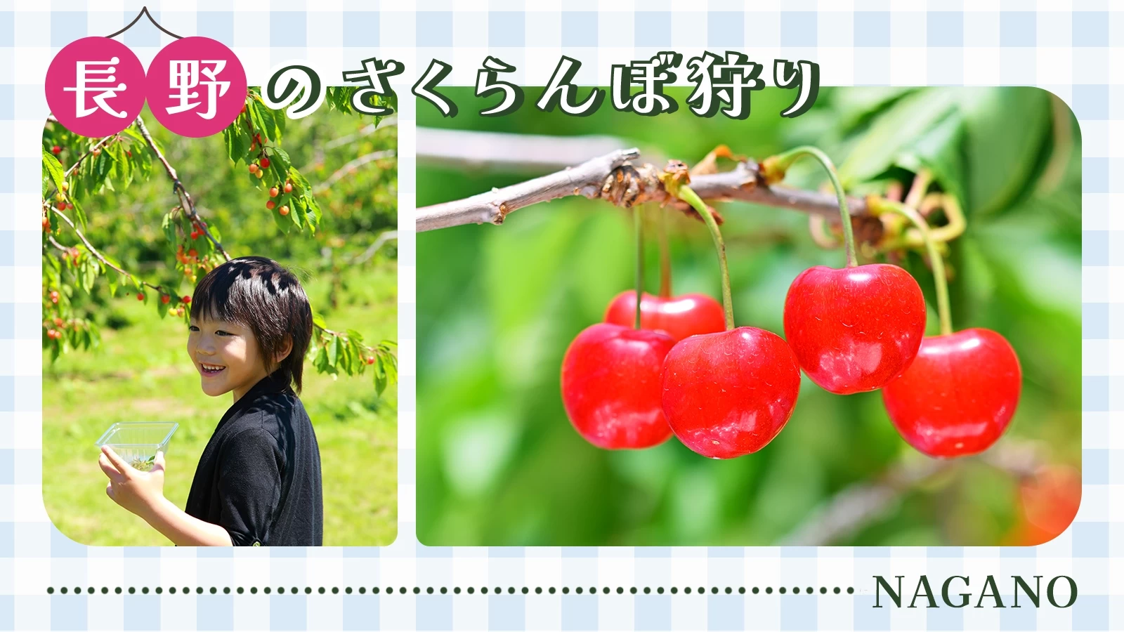 さくらんぼ狩り食べ放題と下諏訪ぶらり散策バスツアー四季の旅