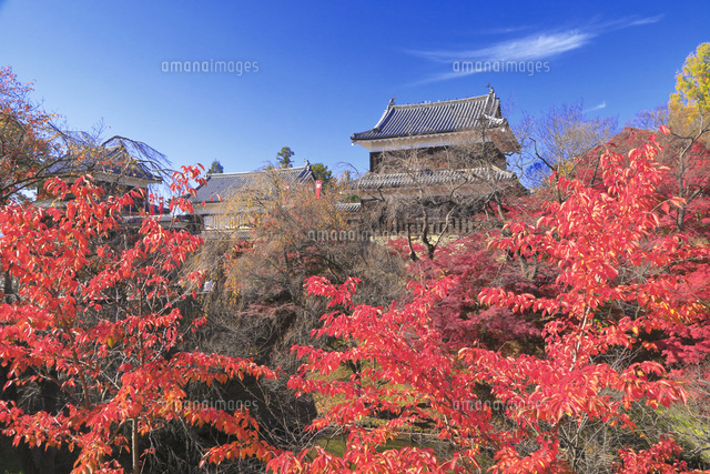紅葉の上田城 26121035479 の写真・イラスト素材アマナイメージズ