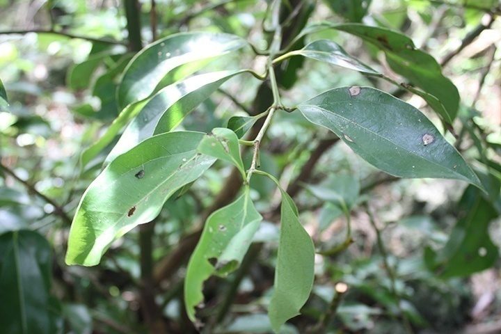ホロホロ・ツアーオアフ島観光~半日＝ノースショア 1日＝島1周トラベルドンキーオアフ島 ホノルル