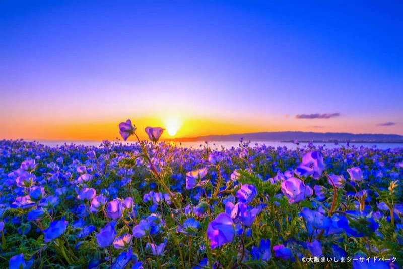 大阪まいしまシーサイドパークで「ネモフィラ祭り2024」