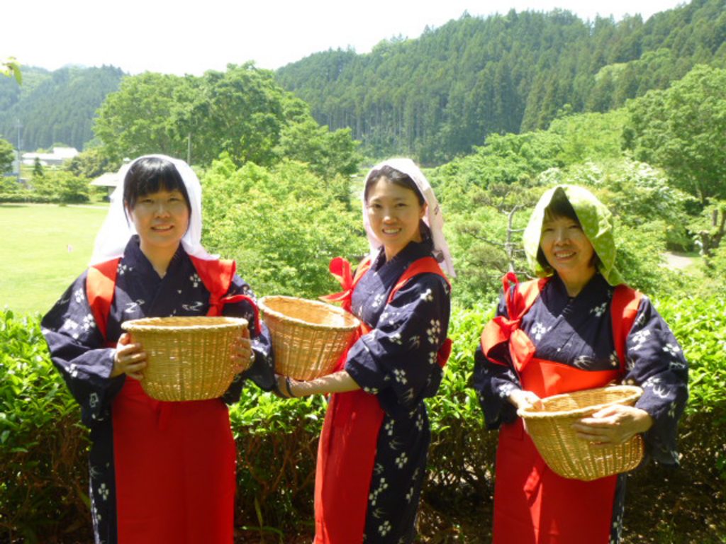 茶摘み 丈短着物 絣柄 茶摘み衣装