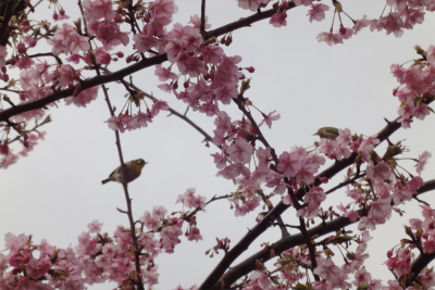 河津峰温泉旅館花舞竹の庄公式