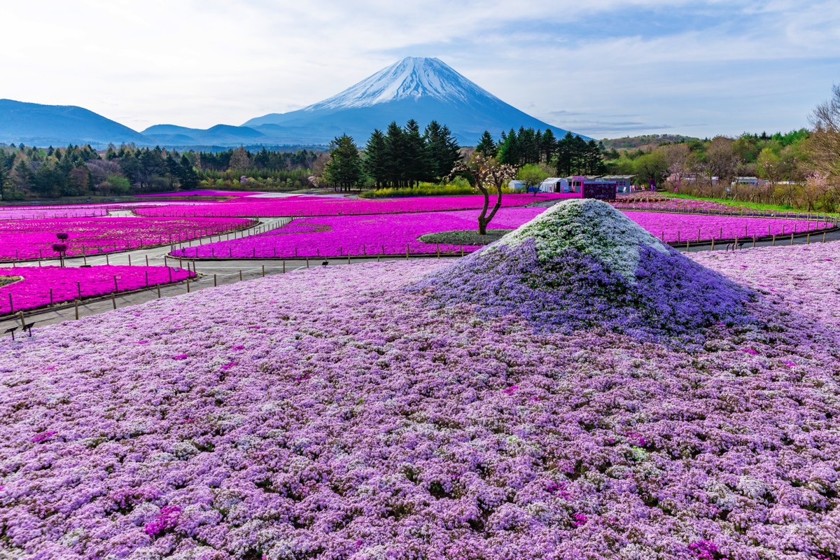 富士芝桜まつりと伊東市の花を愛でにー1、富士芝桜まつりその1おじん０５２３のヒロ散歩 - 楽天ブログ