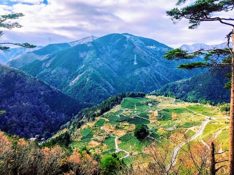 岐阜のマチュピチュ 天空の茶畑 絶景カフェの楽しみ方