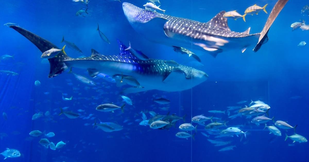 インスタ女子におすすめ！沖縄のインスタ映えスポット&グルメ17選