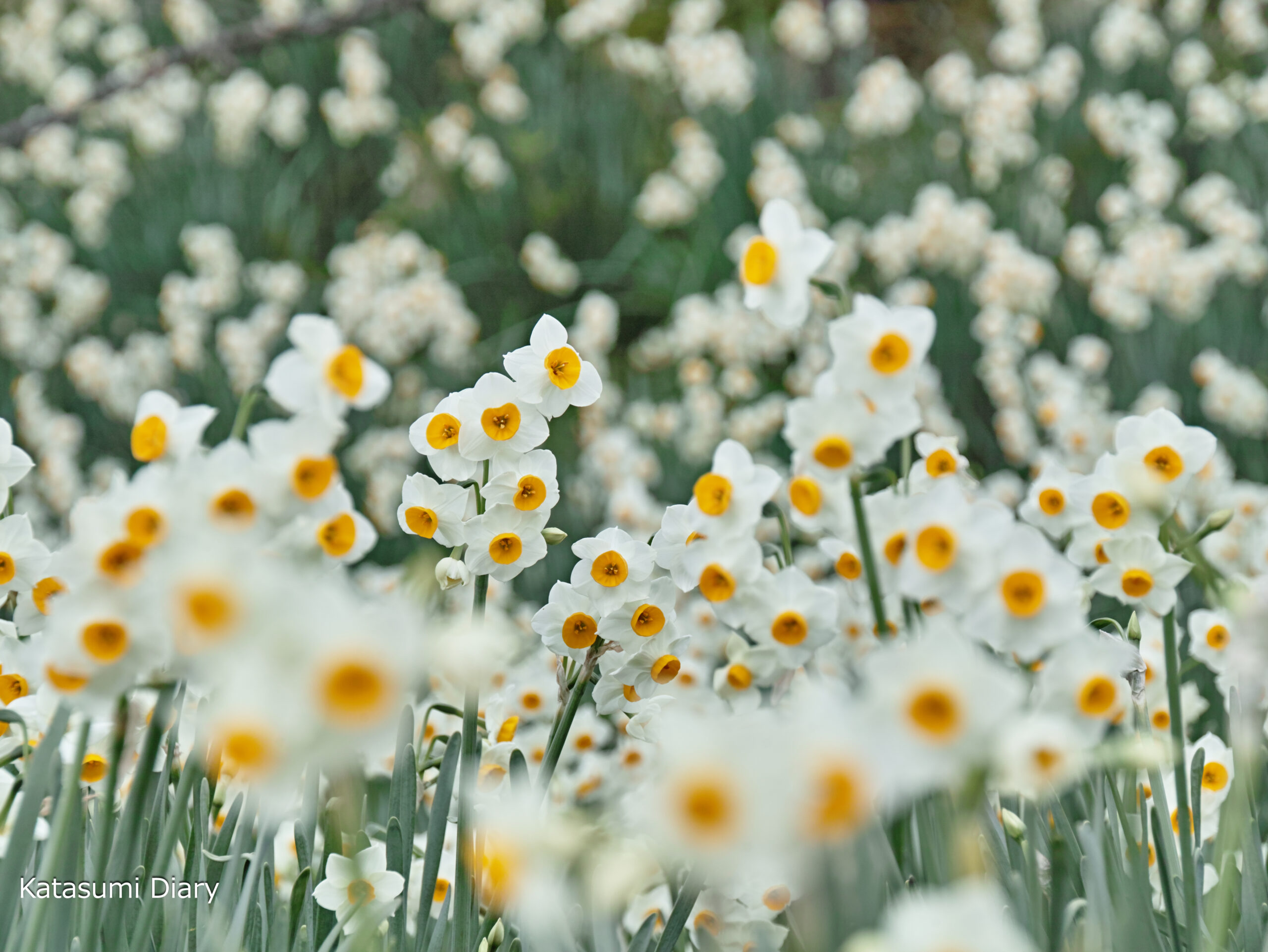 桜満開！ 鋸南・佐久間ダム湖親水公園 -