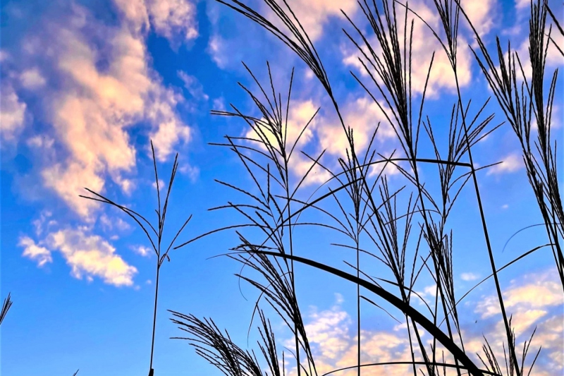 近鉄電車で行く！２０２５年大阪・関西万博ツアーを発売！NEWSCAST