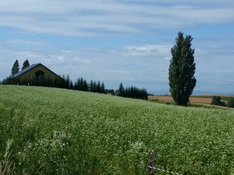 美瑛駅やぜるぶの丘からも徒歩圏 - ケンとメリーの木の口コミ -