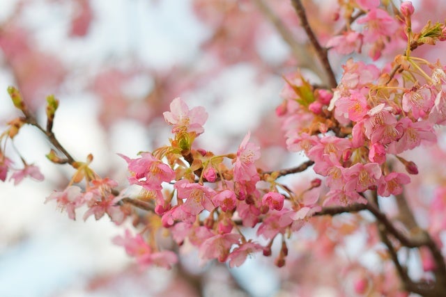 佐久間ダム湖親水公園 桜まつり 見頃