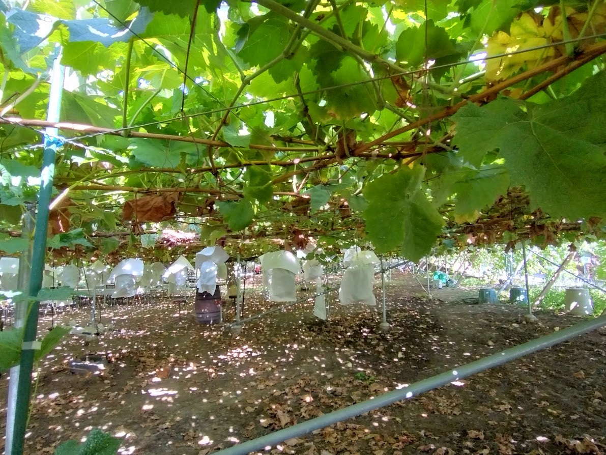 みはらしの千果園 山梨県甲州市勝沼にあるぶどう園です