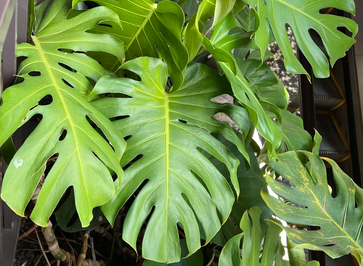 ハワイを代表する花の名前ハワイ定番の花10種類の意味と花言葉アロハスマイル ALOHA SMILE