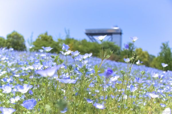 LiveNEMOPHILA Official Website