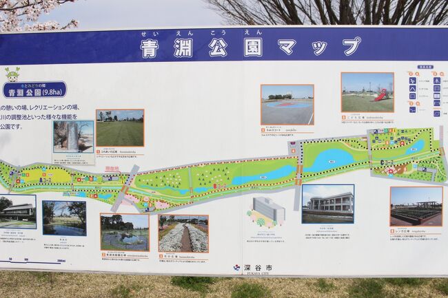 桜淵公園の花見の見頃や開花時期、駐車場や混雑状況子育て・生活お役立ち百科事典