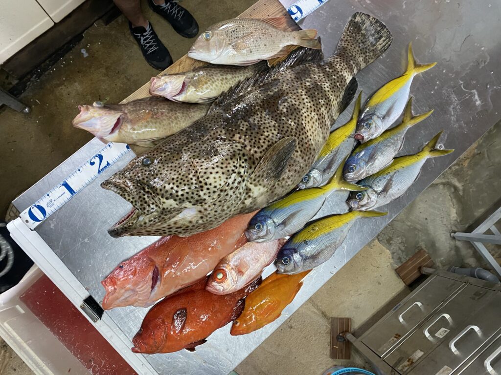 アカジンミーバイ釣り 沖縄高級魚に初挑戦！@沖縄 屋我地島 ティーダ東京湾海釣りへなちょこ釣行記