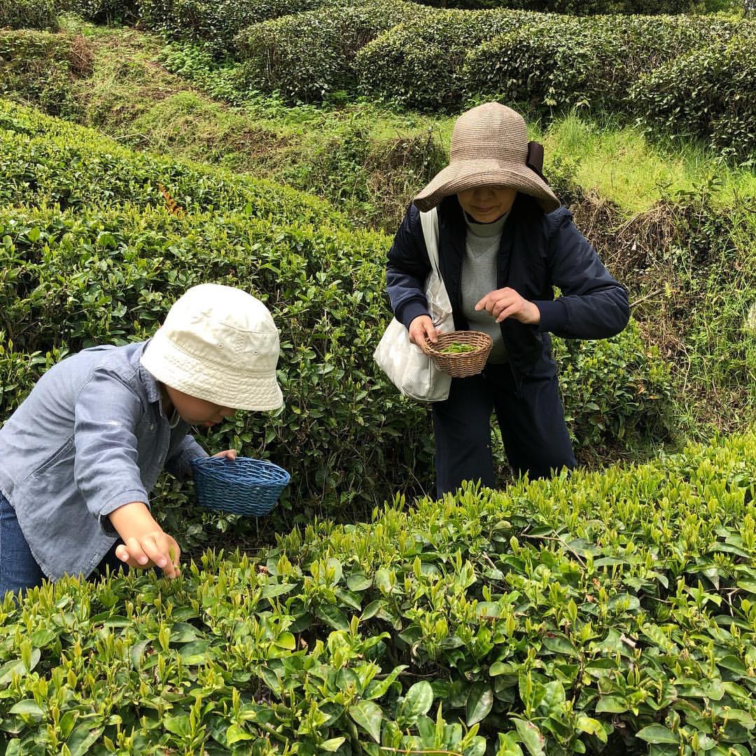 茶娘衣装が安い 8360 茶摘み体験着物を激安通販