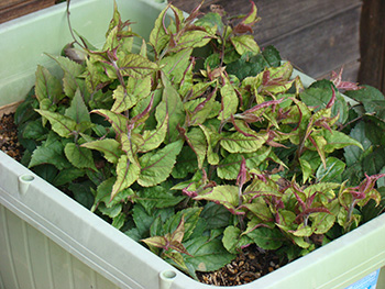 いすみパドルクラブ🏄‍♀️🌈 いすみのシンカを、みんなと一緒に！ 🌈🏄‍♂️