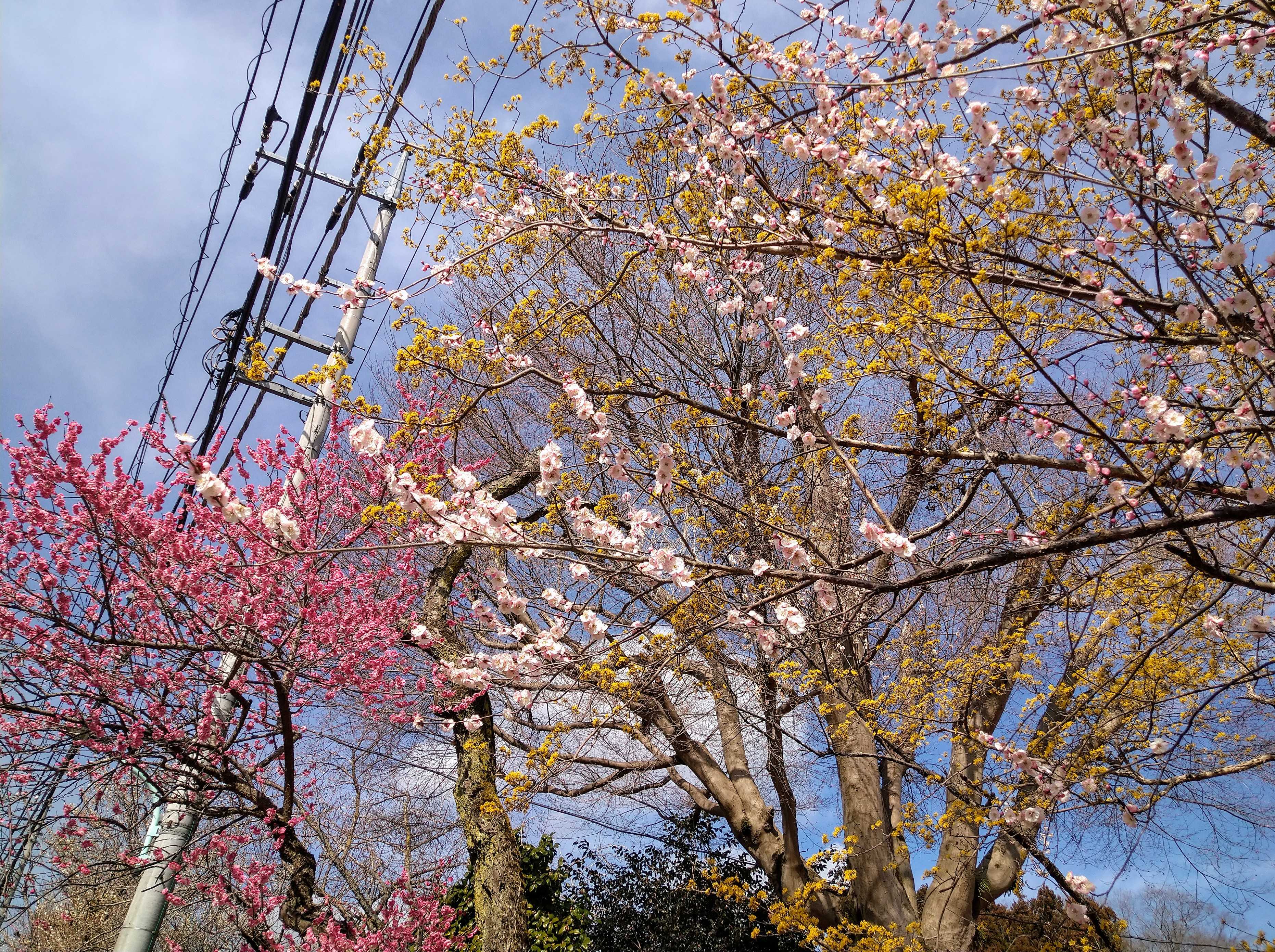 梅の香りの漂う季節。寒さに負けず春を感じる山の旅へ 東京周辺- 山と溪谷オンライン