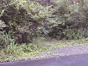 西湖コウモリ穴・樹海散策1時間 体験チケットG-Call ふるさと納税