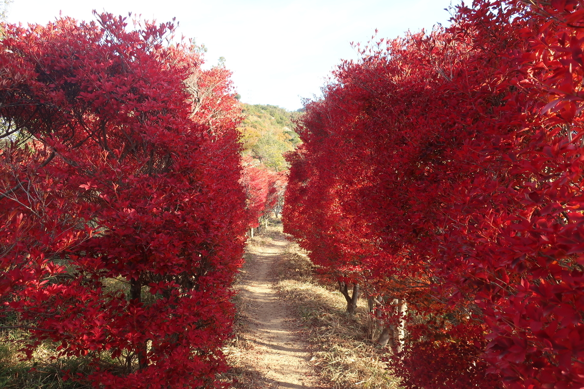 兵庫 人気の紅葉名所19選！ 2021 見頃・ライトアップ情報もみたい-まるはり×みたい-みつけて播磨 姫路、加古川など