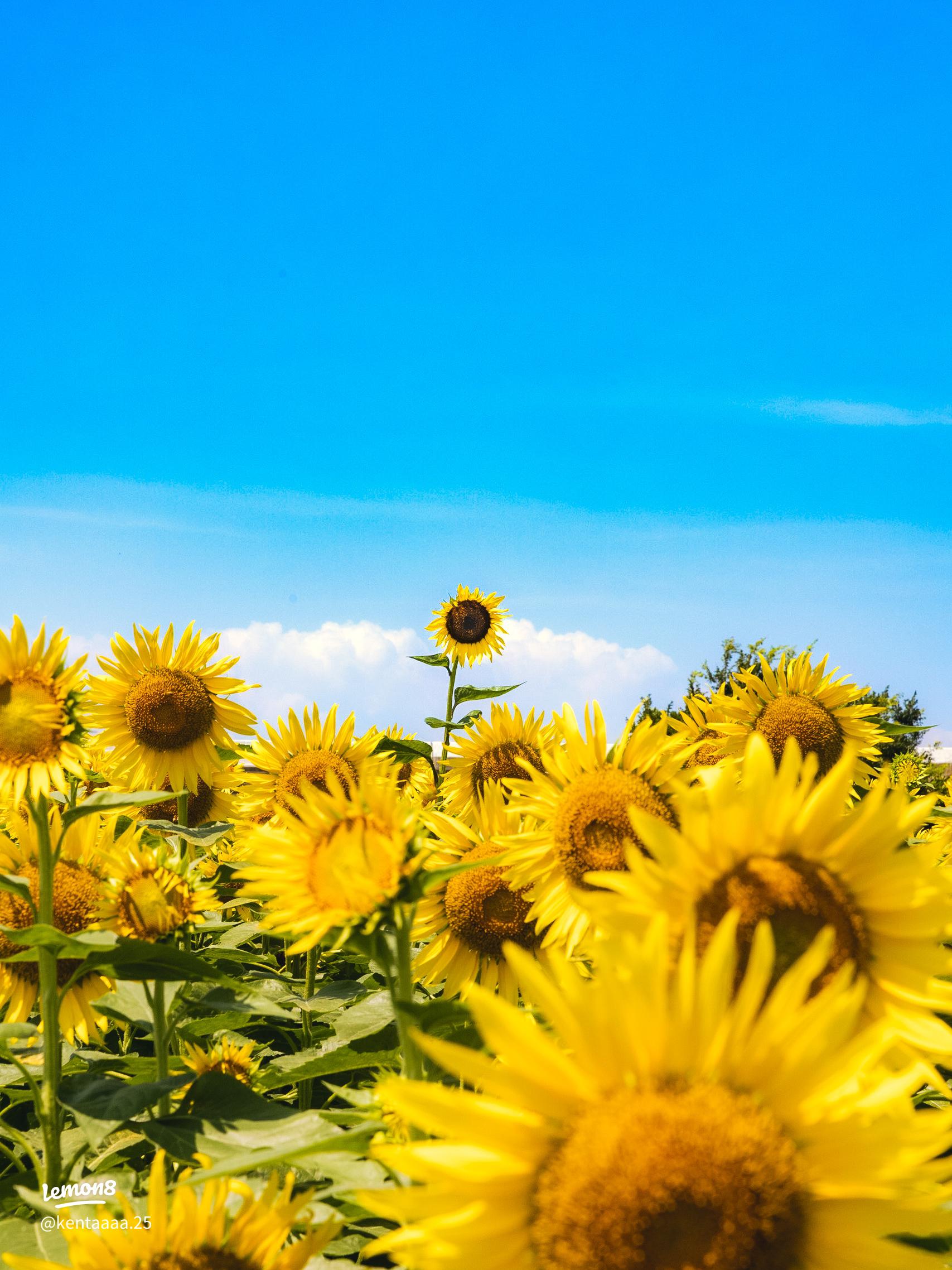 柳川ひまわり園スポット柳川市観光公式サイト
