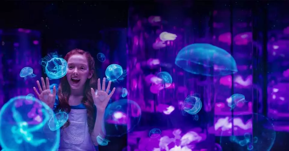 ゴールドコーストのシーワールドのアトラクション：アニマルショー・乗り物