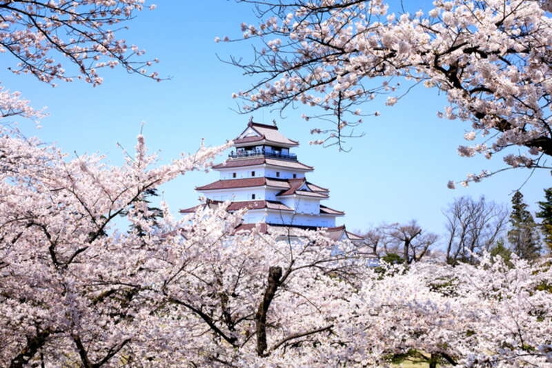 東北エリア桜・お花見ツアー・旅行2026│クラブツーリズム