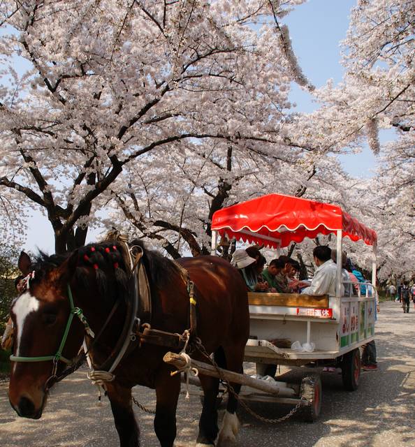 東北三大桜バスツアー 角館武家屋敷・ 檜木内川堤桜、弘前城公園、北上展勝地 』弘前