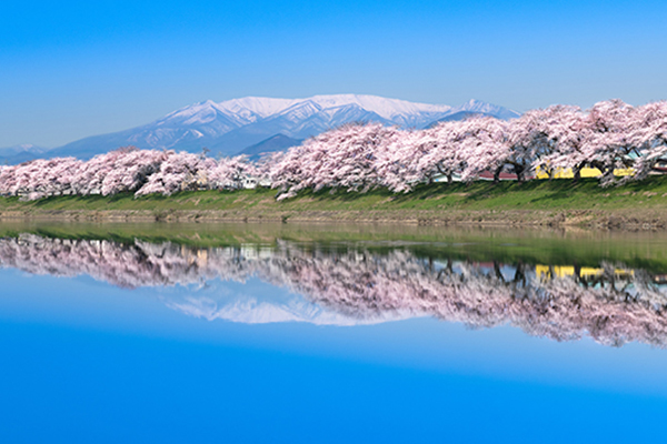群馬県内発みちのく南東北桜ハイライト～日本三大桜「三春の滝桜」「花見山公園」「鶴ヶ城公園」「日中線しだれ桜」 ～