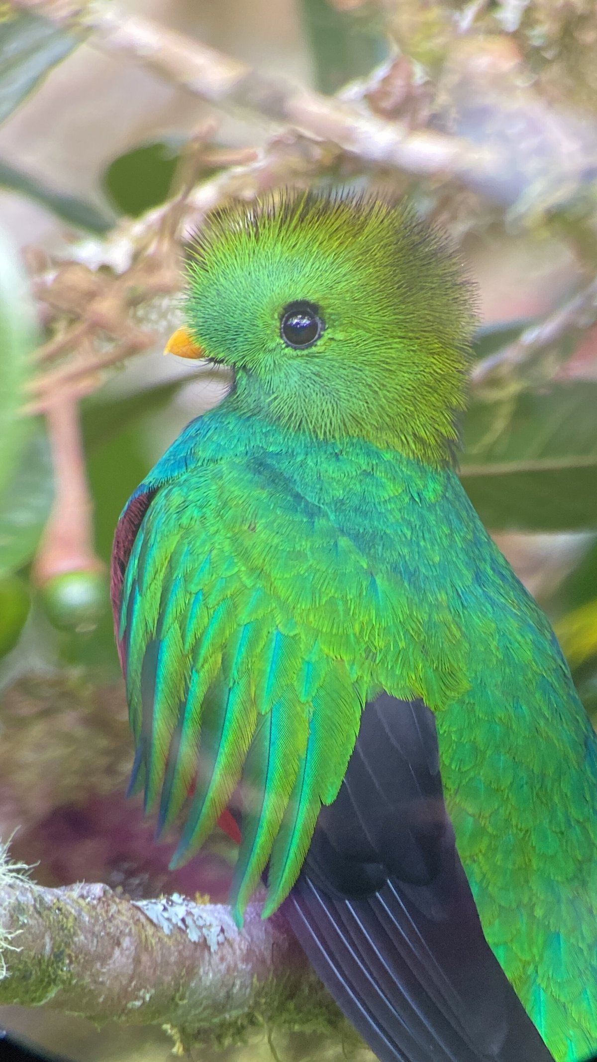 コスタリカで、世界で最も美しい幻の鳥『ケツァール』を撮影した時の話。ECHOESLeo Takahashi