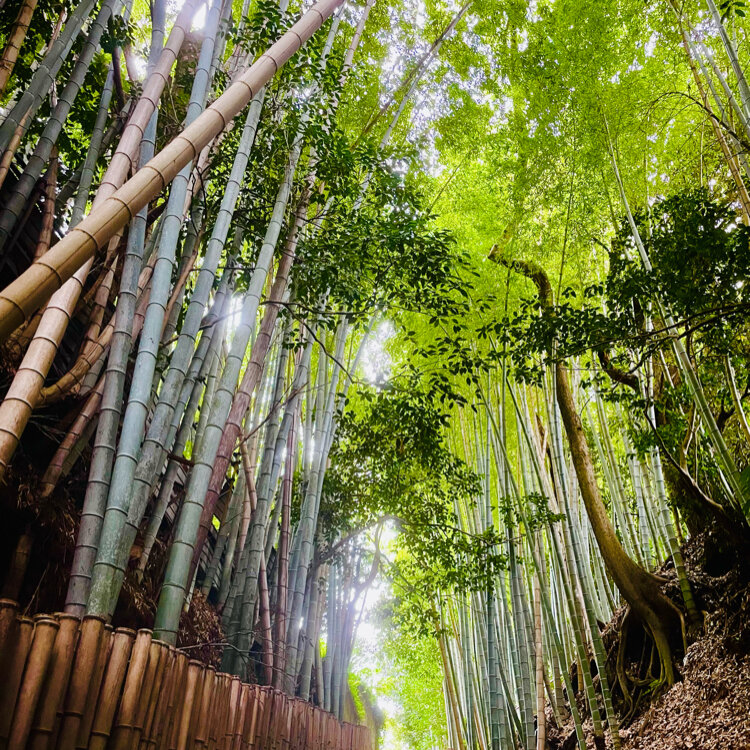 佐倉ぶらり③ひよどり坂とブックカフェくらげのようにゆらゆら