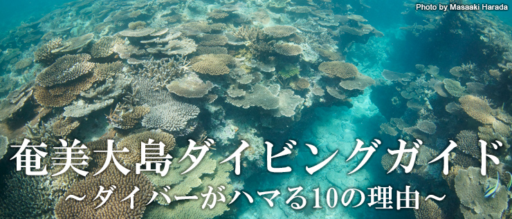 奄美大島奄美大島自然保護協議会