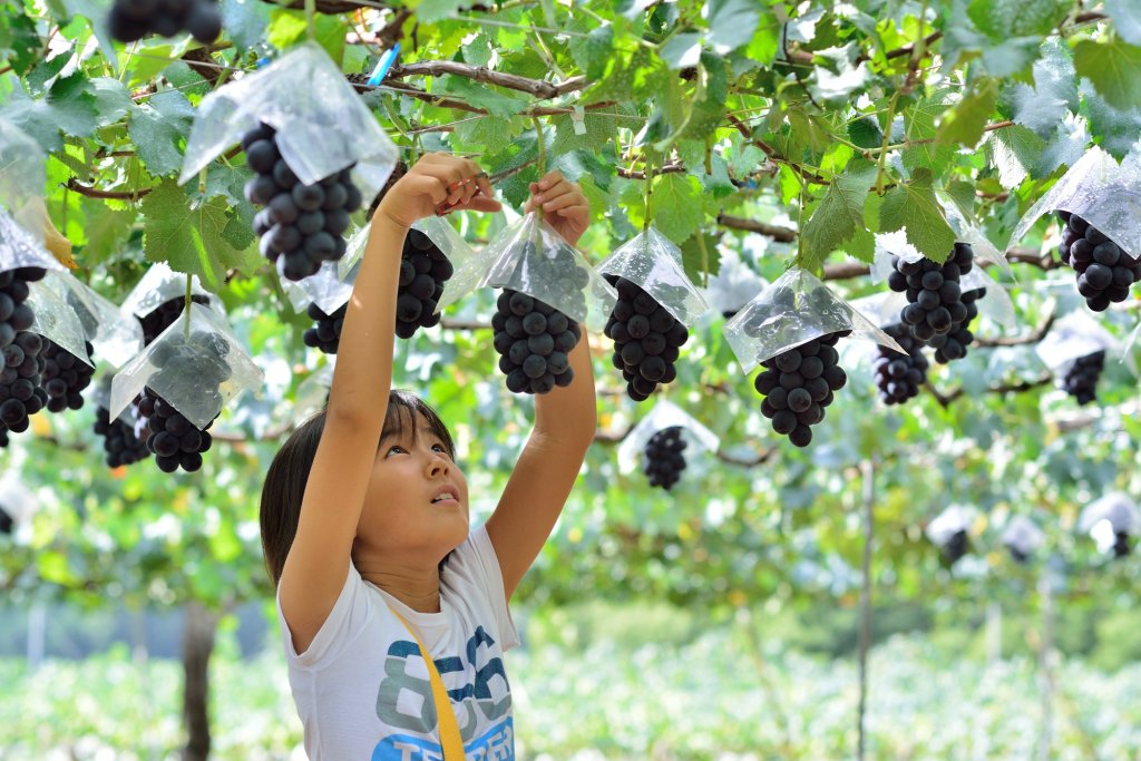 辻豊玉園有機肥料と低農薬栽培のぶどう狩りと食べ放題が楽しめる 入園無料 山梨県甲州市勝沼町