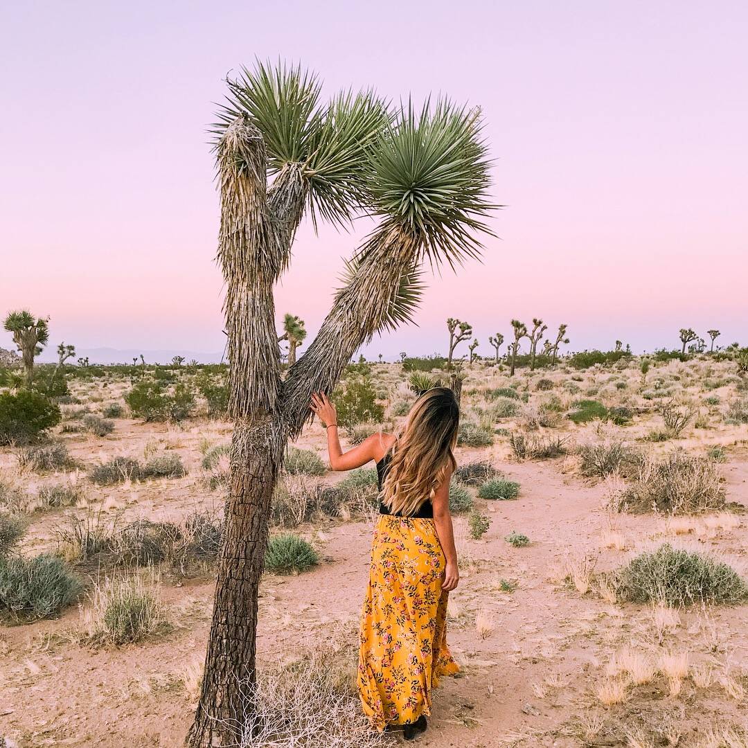 ジョシュアツリー国立公園Link-USA アメリカの旅行・観光の情報サイト