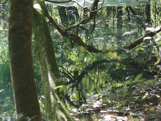丸池様 遊佐町神秘的なエメラルドグリーンの御池「丸池様」。見る角度や時間帯などのよってその色合いが変わるフォトスポットです📷✨透明な池の底の方から、ボコボコと水が湧いている不思議な様子も見ることができます😁 まさに絶好の癒やしスポットですよね