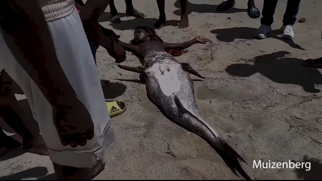 本物の人魚がポーランドで捕獲された動画！ UMA人魚は実在した？ - 怪奇動画ファイル