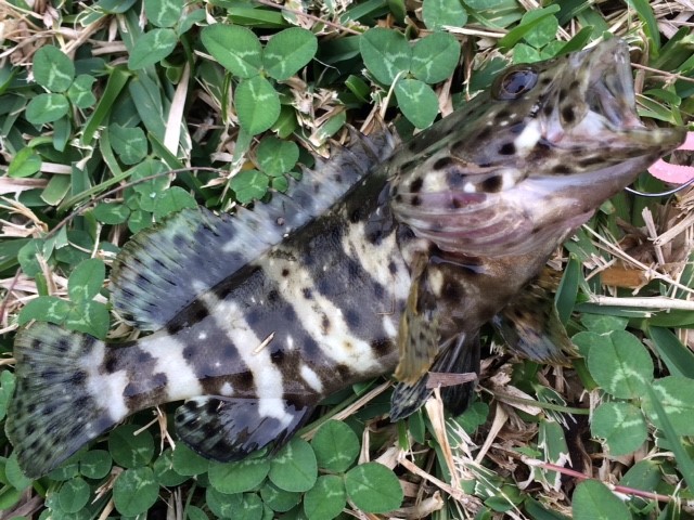 沖縄のリーフ イシミーバイをルアーで釣るための意識やポイント