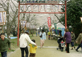 臼杵市観光協会臼杵城跡🌸桜 ※4 4午後撮影 臼杵城址桜まつり開催中！ 散り始めていますが、まだまだ見頃が続いてます✨
