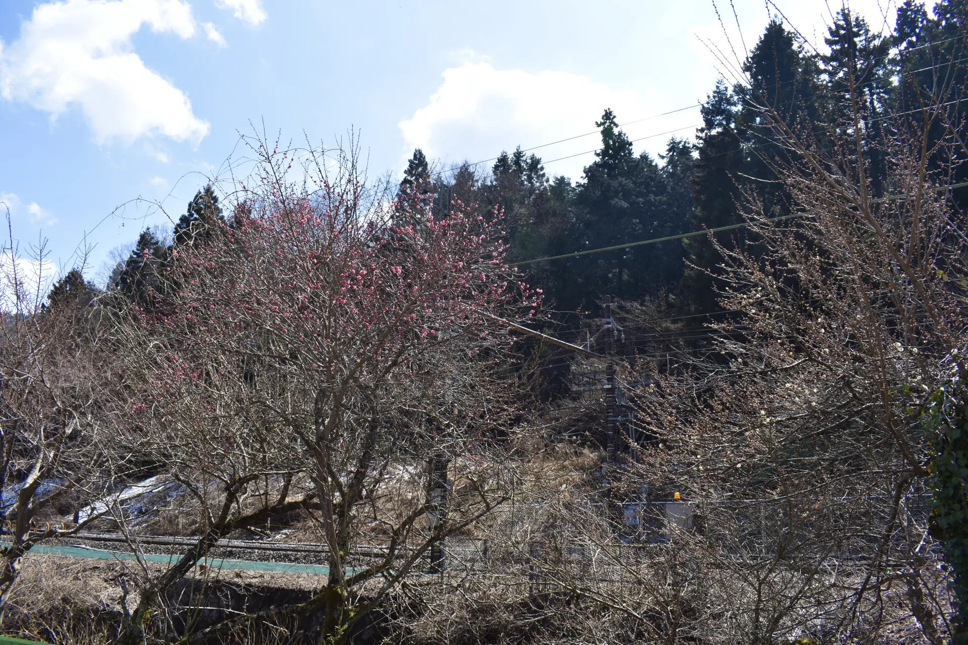 高尾梅郷 木下沢梅林を楽しみながら日影沢林道から小仏城山・高尾山に挑戦！ - まじこのブログ～50代日帰り登山日記