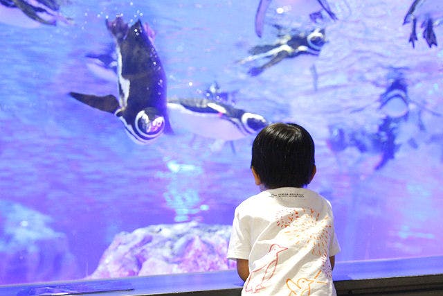 東京スカイツリー®エンジョイパック すみだ水族館入場券プラン 東京スカイツリー日時指定券 天望デッキ＋天望回廊セット券付きプランも選べる
