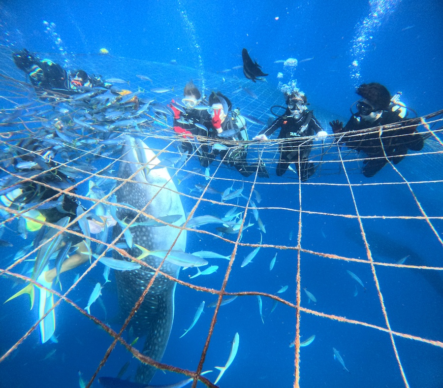 地元の海洋生物学者との少人数グループでのジンベエザメ シュノーケリング ツアー