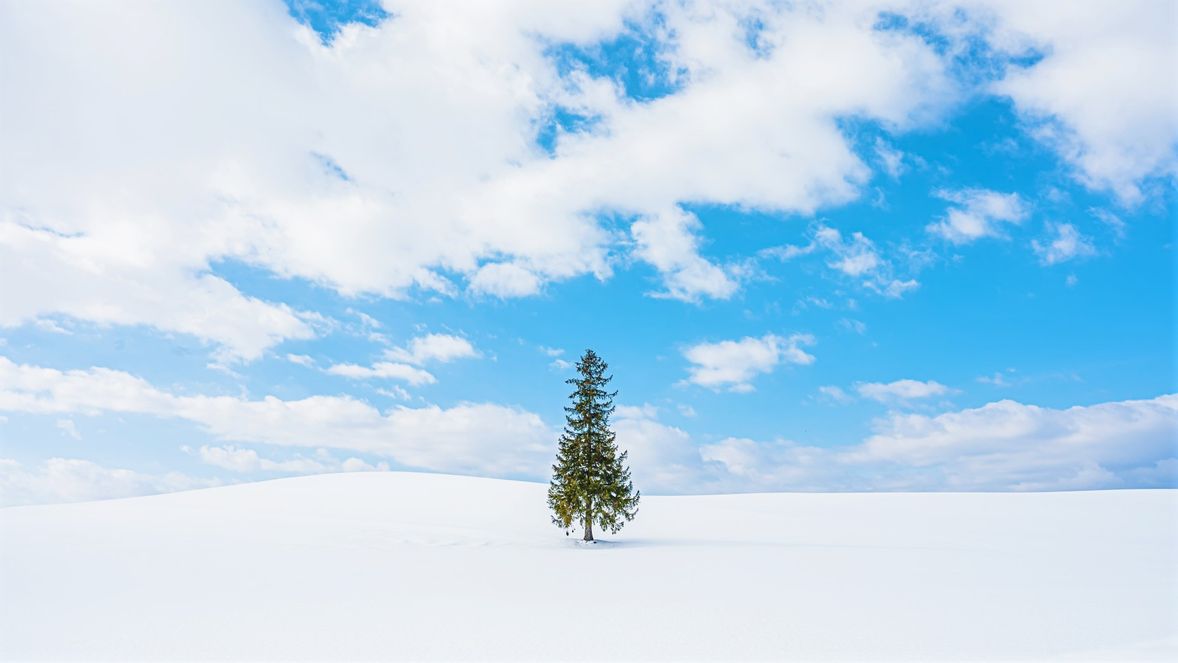 北海道上川郡観光バス 有 光交通富良野・美瑛・旭川旅行手配貸切バス