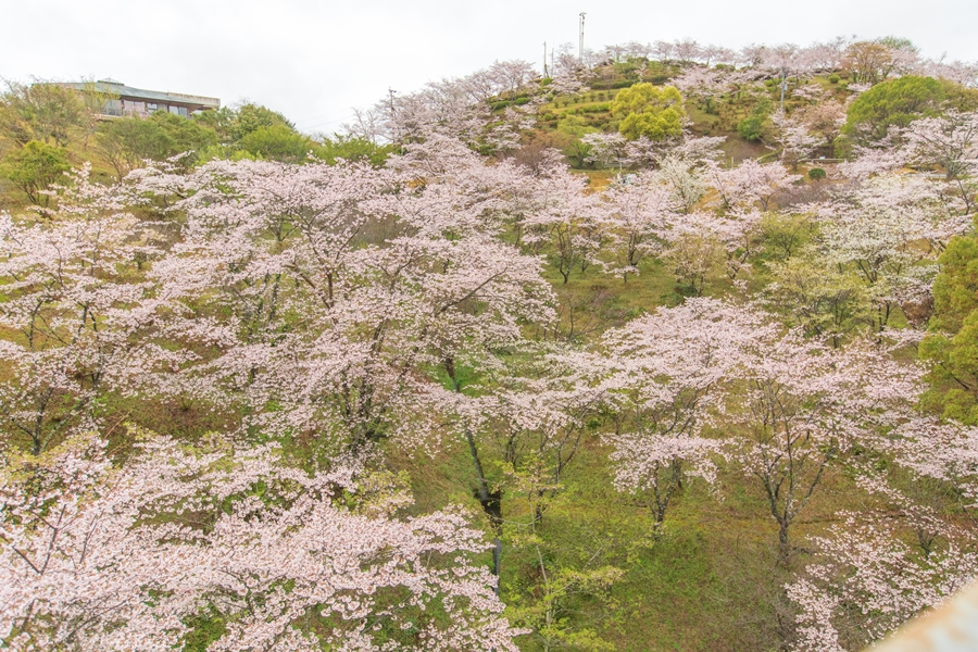 永野鉄道記念館 薩摩永野駅跡 ：宮之城線の駅跡に植えられた桜とともに