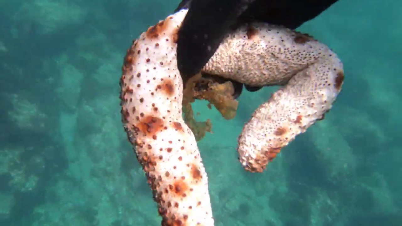 真鶴 岩海岸 シュノーケリングTikTok